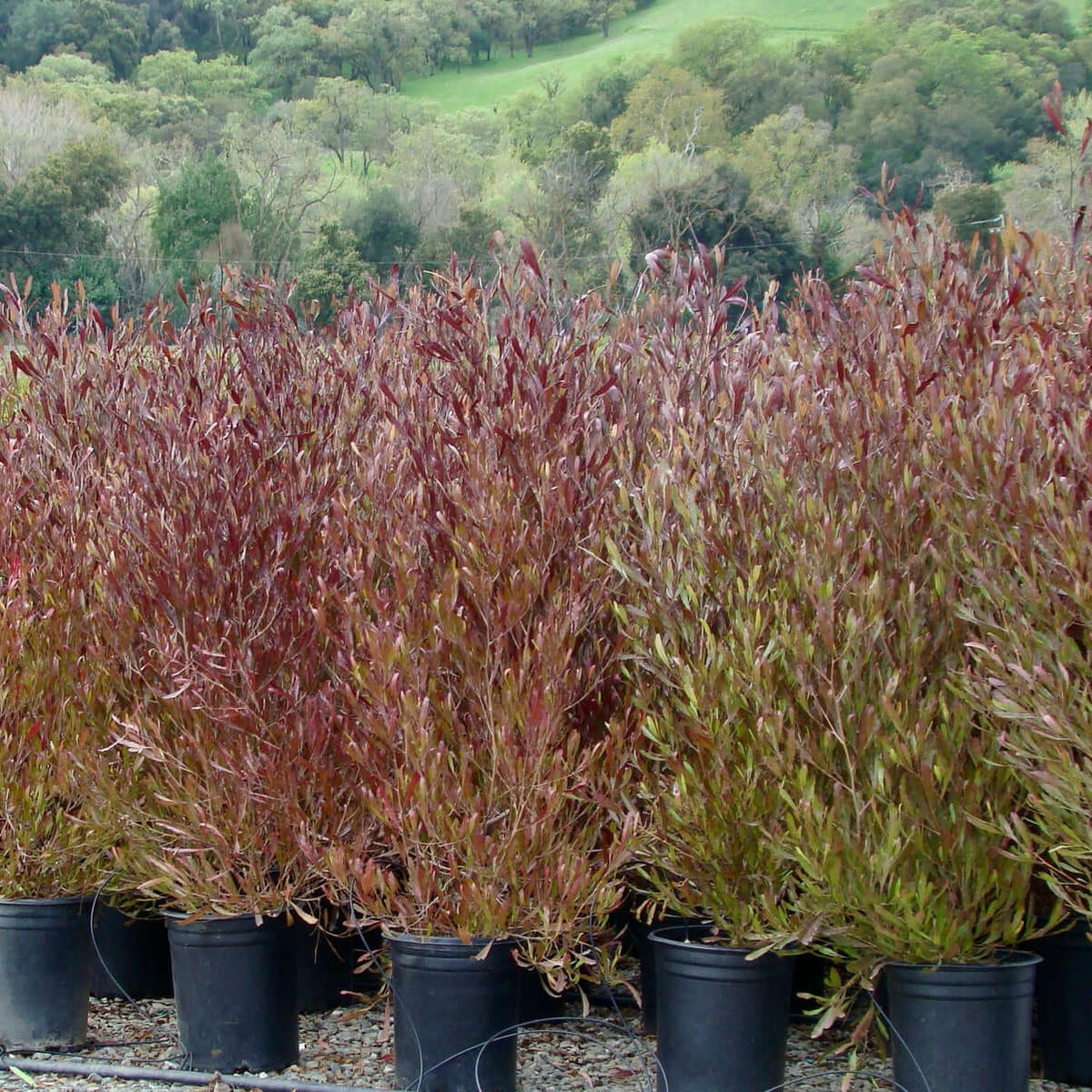 Purple Hopseed