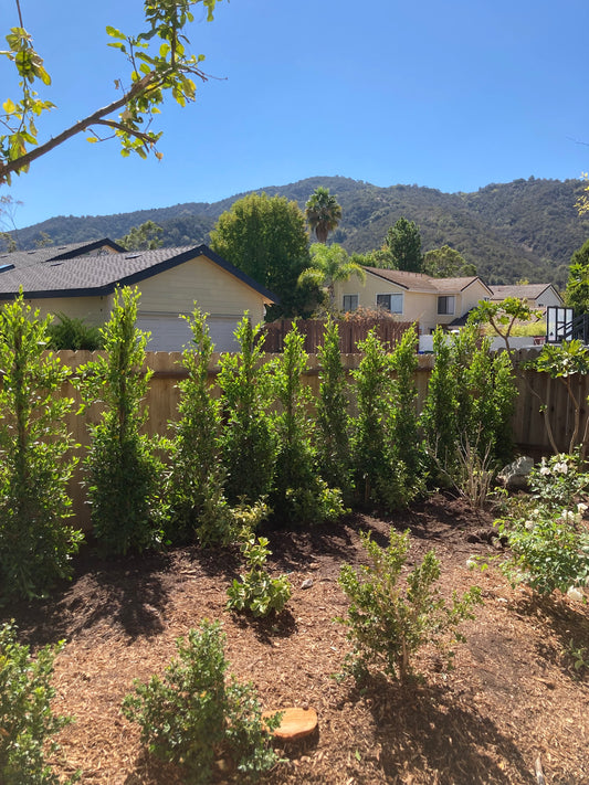Ficus Nitida Indian Laurel