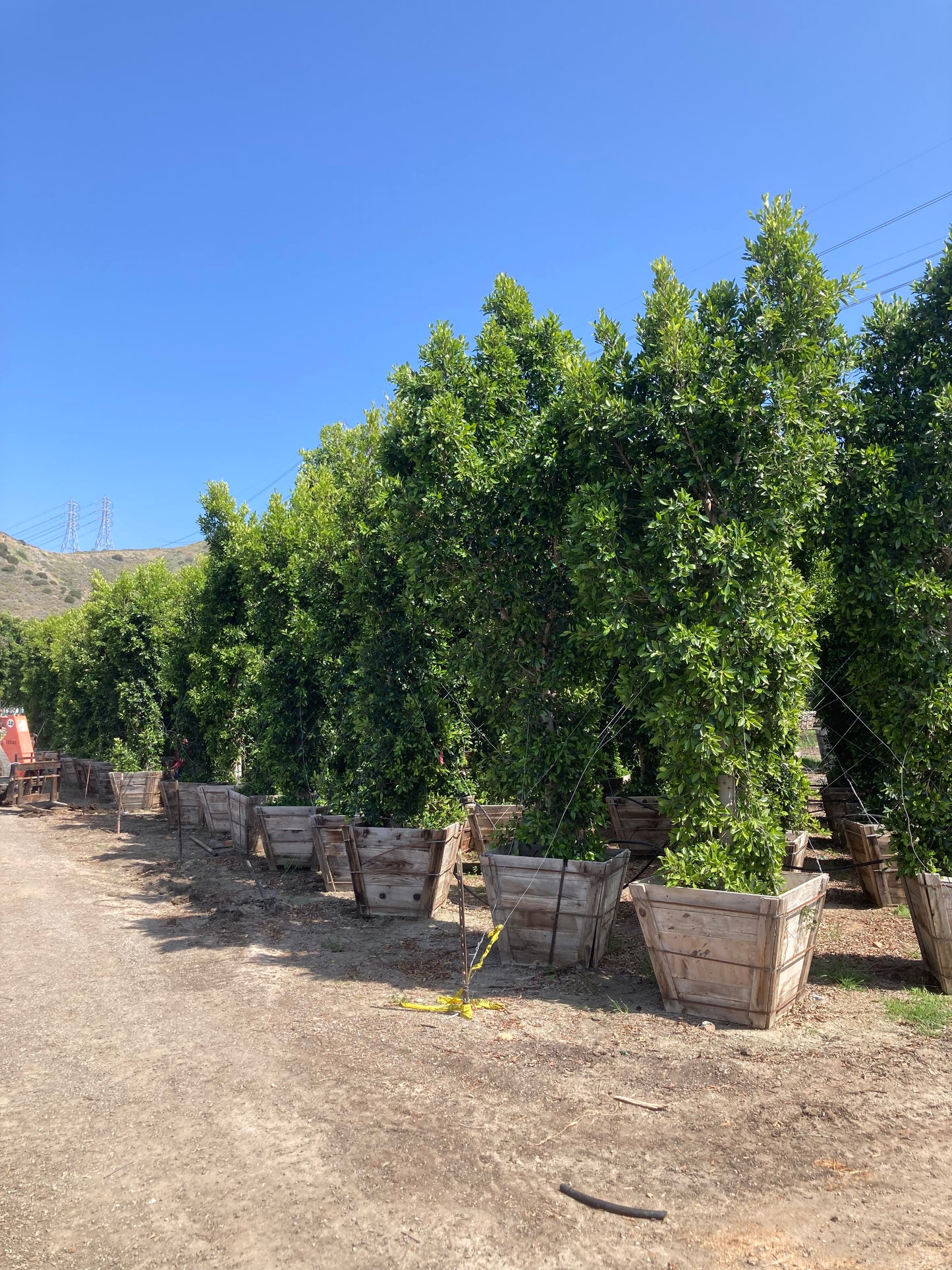Ficus Nitida Indian Laurel