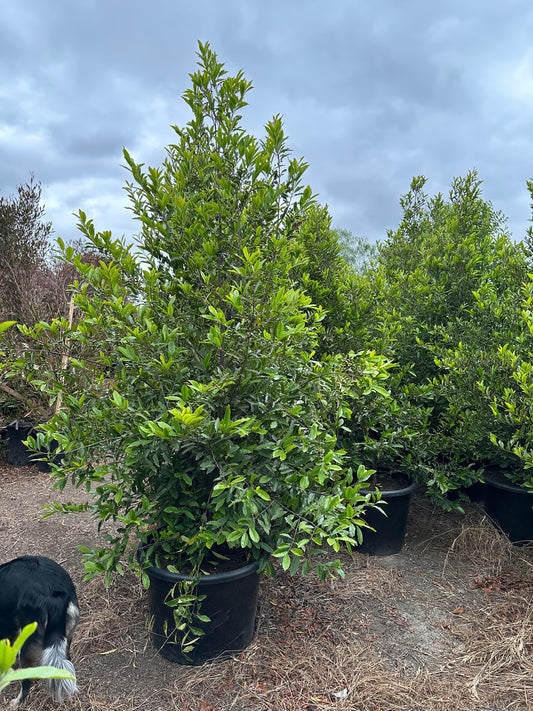 Carolina Cherry