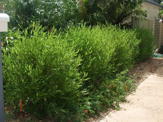 Green Hopseed